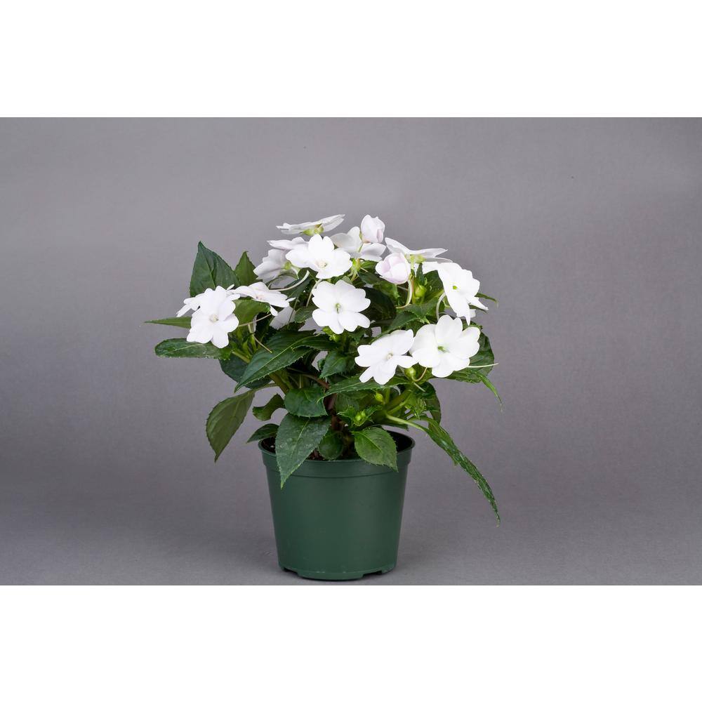 SunPatiens 1 Qt. Compact White SunPatiens Impatiens Outdoor Annual Plant with White Flowers in 4.7 in. Grower's Pot (4-Plants) DC1QSUNWHIT4