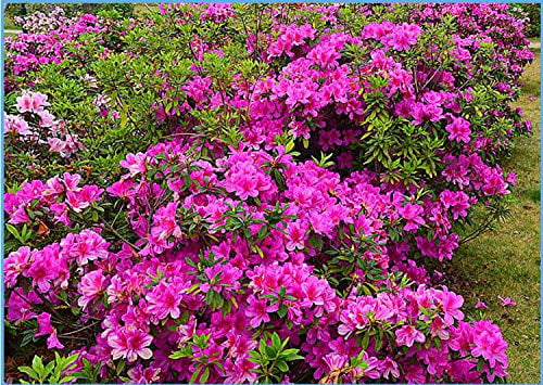 30+ Mixed Azalea Rhododendron simsii Seeds Schlippenbachii Bush Shrub Flowers Plant