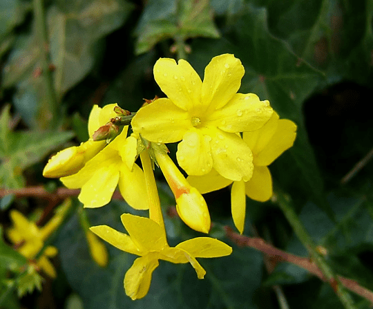 3 Winter Jasmine in 3.5 inch pots