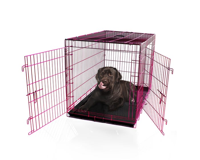 Pet Expressions Colored Metal Wire Dog Crate， 48