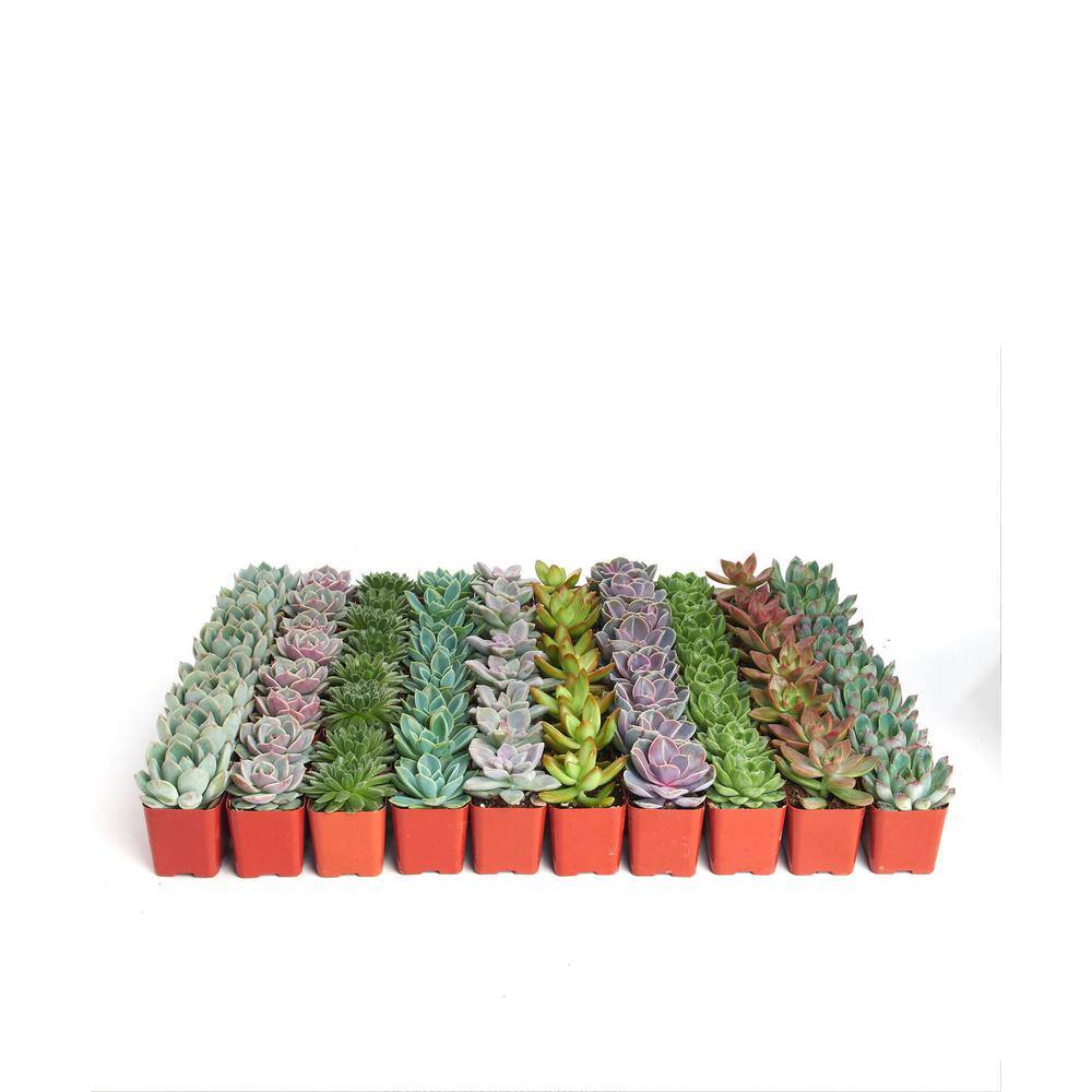 Shop Succulents 2 in. Rosette Succulent (Collection of 128) R128