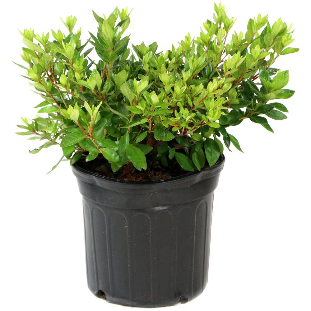 national PLANT NETWORK 2.25 Gal. Azalea Irish Creme Flowering Shrub with White Blooms HD7009