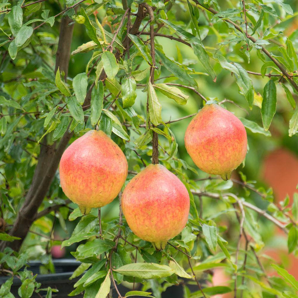 Gurney's Dwarf Pomegranate Starter Fruit Tree (1-Pack) 83896
