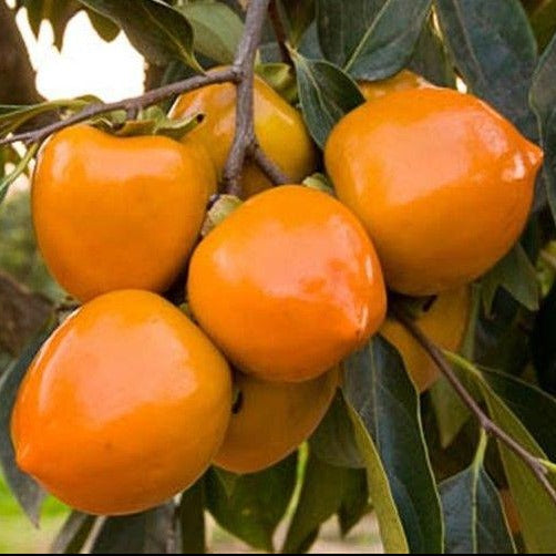 Tanenashi Fuyu Japanese Persimmon