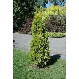BELL NURSERY 3 Gal. Amber Gold Arborvitae (Thuja) Live Evergreen Shrub THUJA3JAN1PK