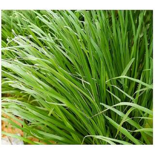 national PLANT NETWORK 2.5 Qt. Lemon Grass Plant HD1311