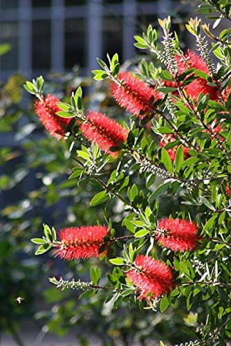 Red Cluster Bottlebrush - live starter plants less than 12 inches tall