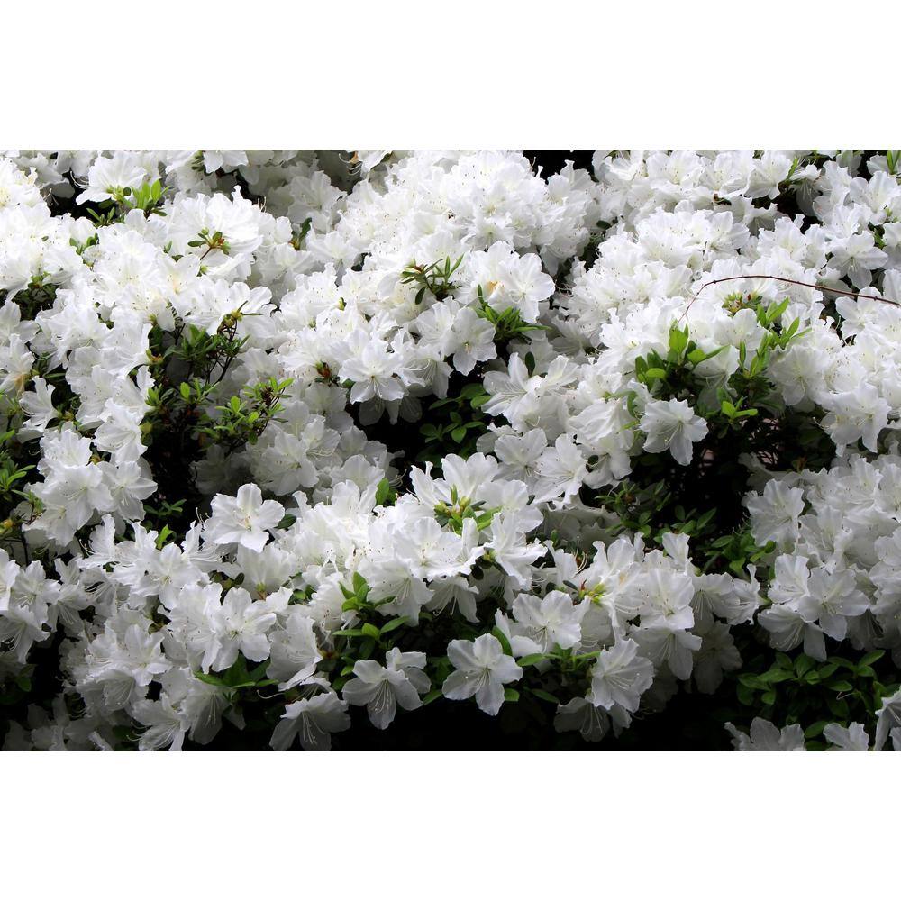 BELL NURSERY 1 Gal. Delaware Valley White Azalea Live Flowering Evergreen Shrub White Flowers AZLEA1DEL1PK