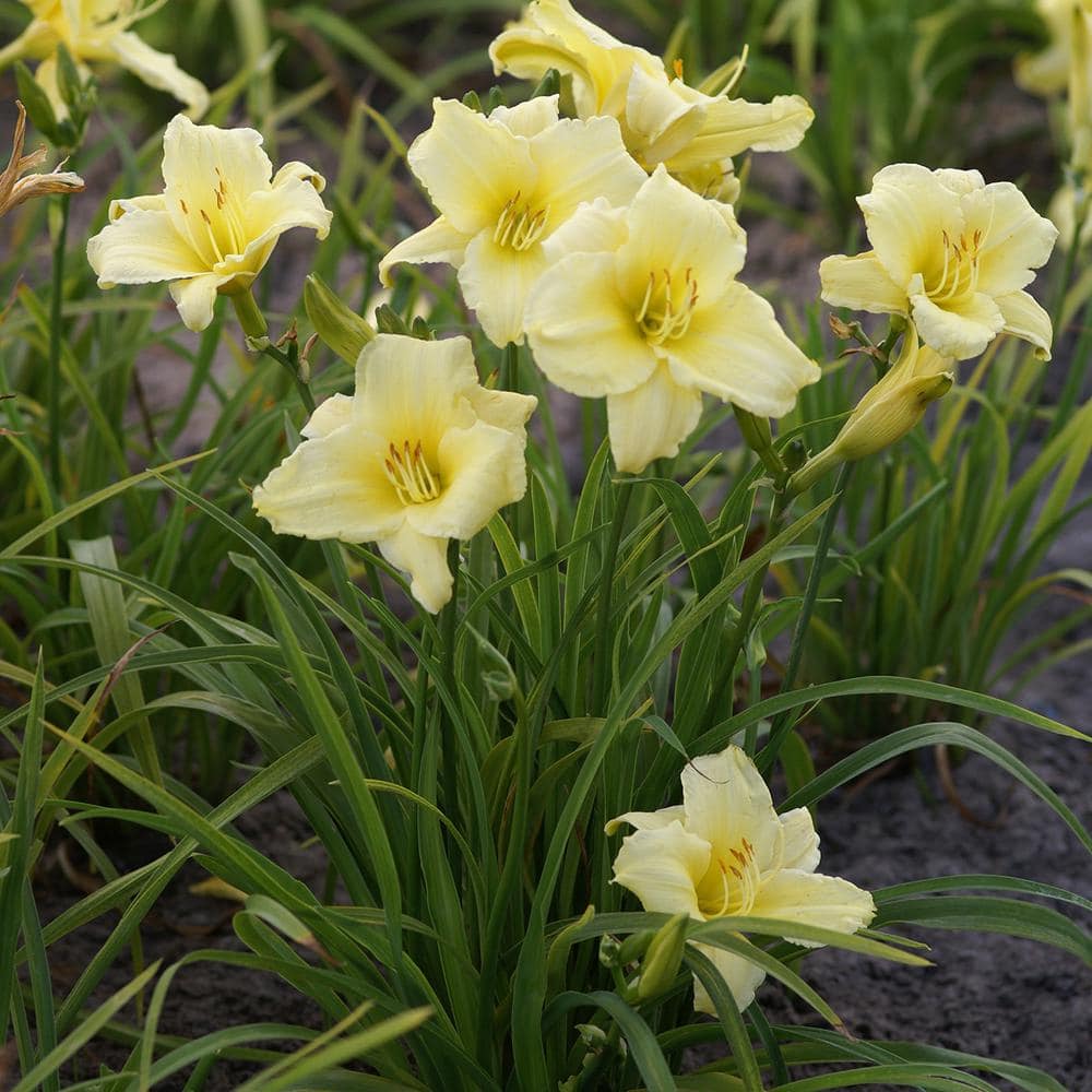 VAN ZYVERDEN Daylilies Fragrant Returns Roots (3-Pack) 11321