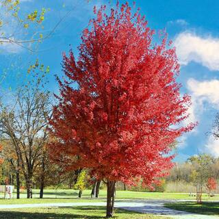 1 Gal. Autumn Blaze Deciduous Maple Tree MAPABL01G