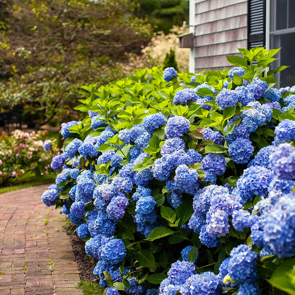 Endless Summer® The Original Reblooming Hydrangea