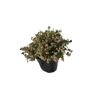 Cesicia 5-Piece Non-Fragrant Live Variegated Sedum Little Missy Planter Pet-Safe RichM814Cacti20