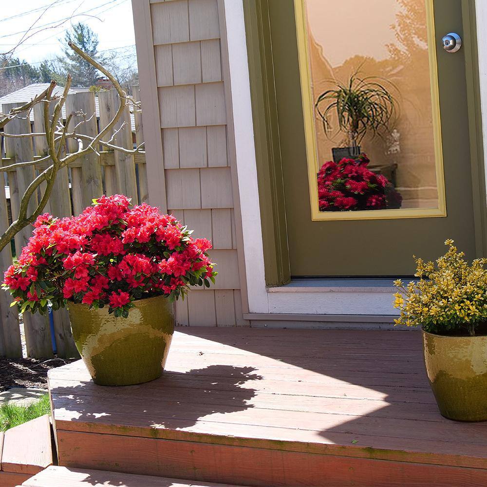 PROVEN WINNERS 2 Gal. Perfecto Mundo Red Azalea Shrub with Red Flowers 18181