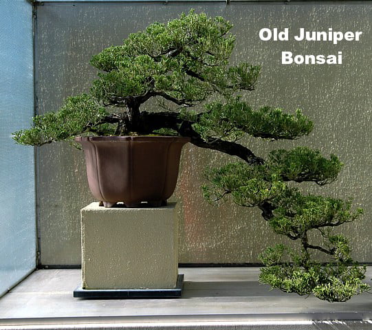 Japanese Juniper Bonsai Tree - 4