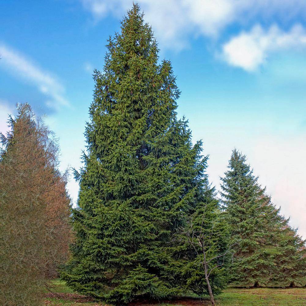 Spring Hill Nurseries 2.25 Gal. Pot Norway Spruce (Picea) Live Evergreen Tree (1-Pack) 88732