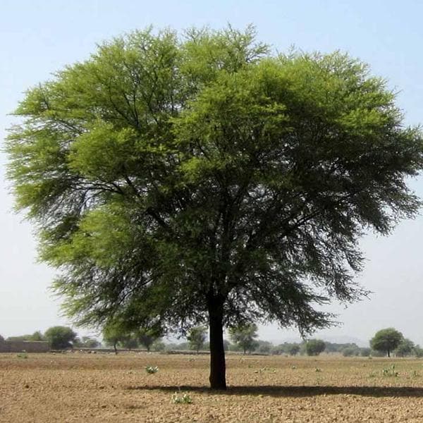 Acacia Nilotica, Babul, Kikar - 0.5 kg Seeds