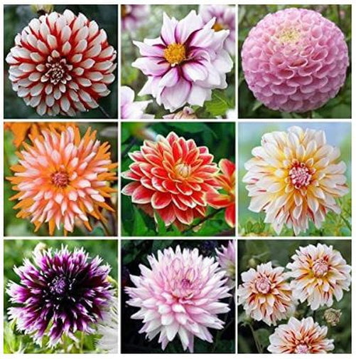 Blue Buddha Farm: Dahlia Mix - Variety of Colors - 3 Bare Root Tubers - Easy to Grow Indoor or Outdoor Perennial Plant