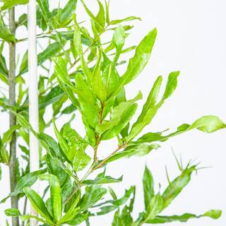 Perfect Plants Willow Oak Tree in 1 Gal. Growers Pot THD00572