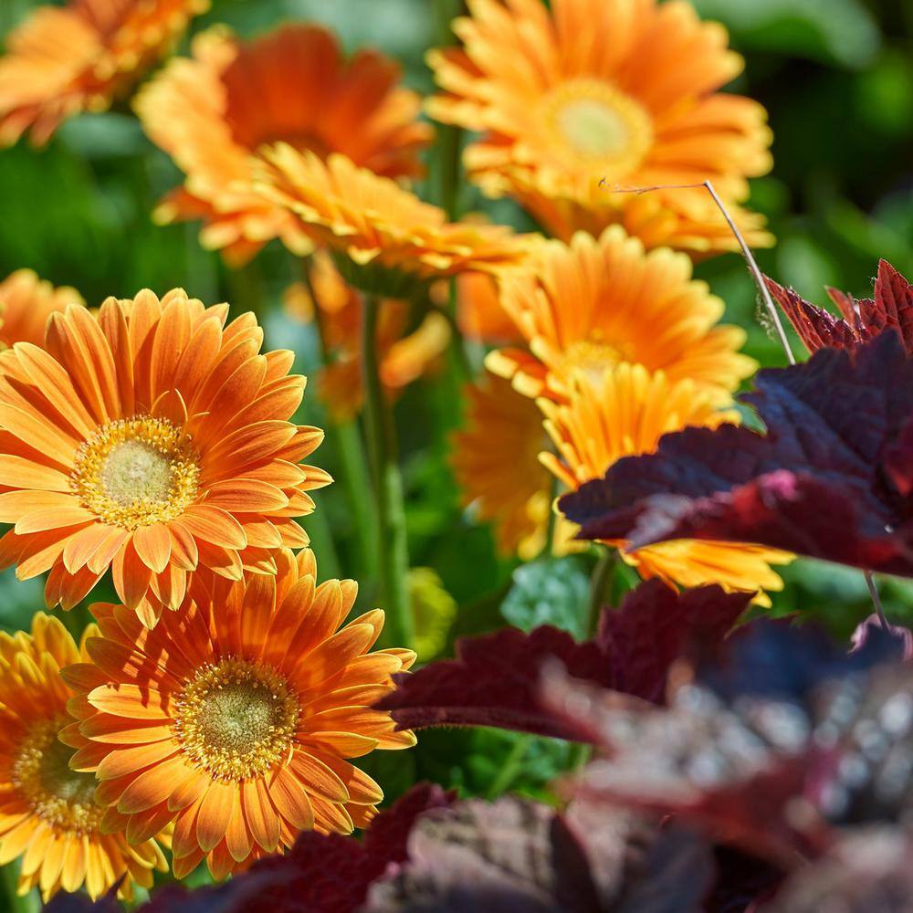 SOUTHERN LIVING 1 Gal. Gerber Daisy Garden Jewels Shrub - Orange 1828WB9N