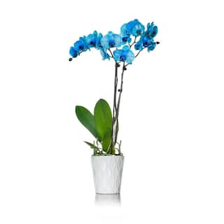 Just Add Ice Blue 5 in. Watercolor Orchid Plant in Ceramic Pot (2-Stems) 298012