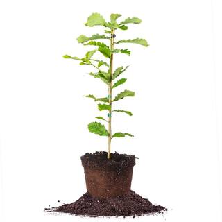 Perfect Plants Swamp Chestnut Oak Tree in 1 Gal. a Grower's Pot Large Acorns Attract Deer THD10038