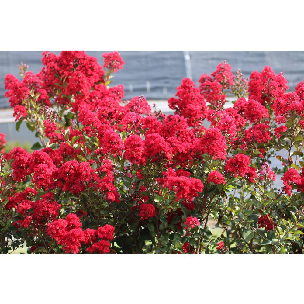 SEASON TO SEASON 2G Red Garnet Queen Crape Myrtle Tree 17683