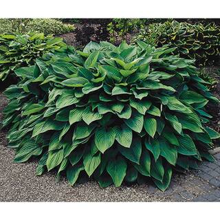 BELL NURSERY 1 Qt. Green Hosta Mix Live Flowering Perennial Plant (Pack of 4) HOSTAQTGR4PK