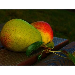Online Orchards Dwarf Seckel Sugar Pear Tree - Perfectly Snack-Sized Tiny Sweet Pears (Bare-Root 3 ft. to 4 ft. Tall 2-Years Old) FTPR006