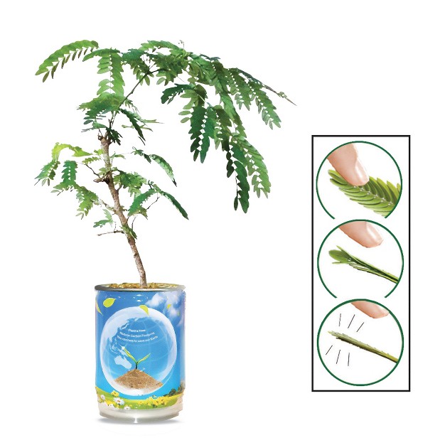 Collections Etc Touchy Mutchy Plant Planter Can Growing Kit 2 5 X 2 5 X 3 75