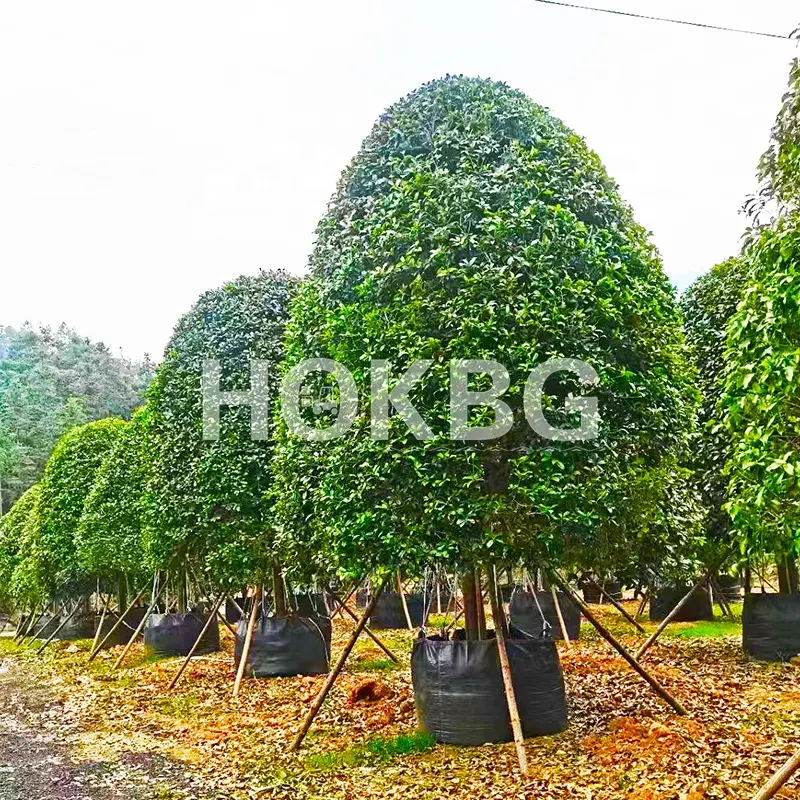 HOKBG Wholesale Eco Friendly Polypropylene Woven planting bag for big and tall trees planting in nursery