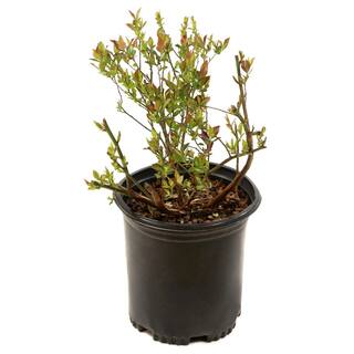 BUSHEL AND BERRY 1 Gal. Bushel and Berry Blueberry Buckle Blueberry Live Plant HD1665