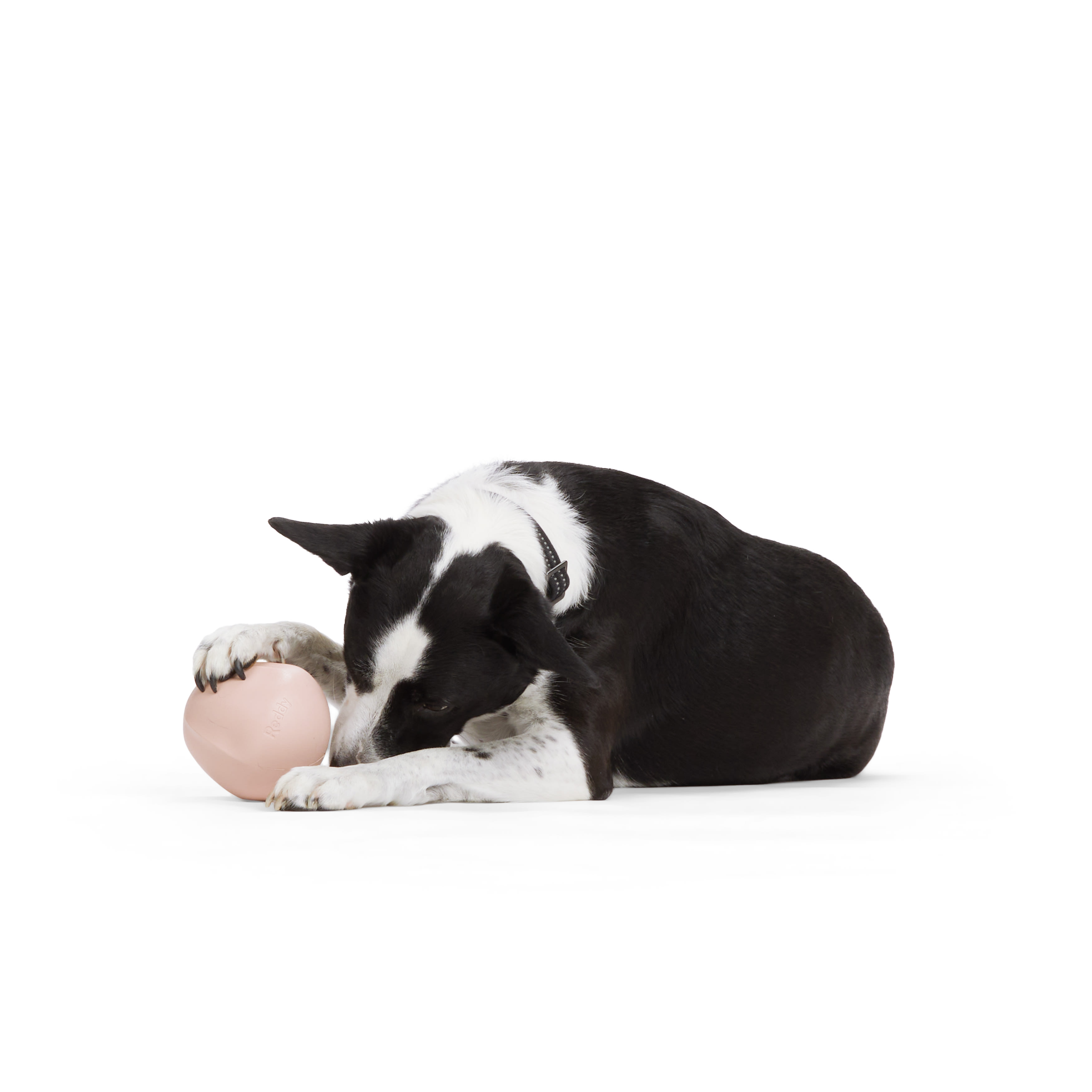 Reddy Blush Occupy Dispenser Dog Toy， Medium