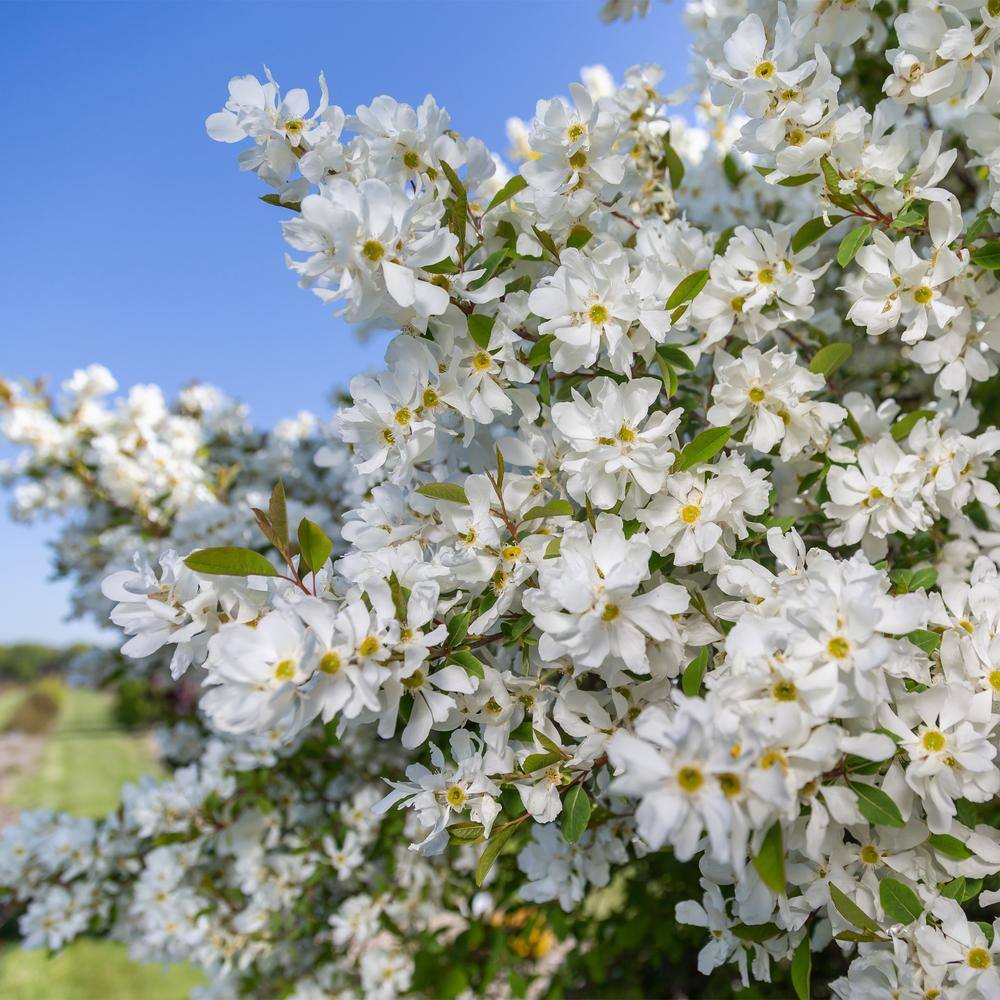 FIRST EDITIONS 2 Gal. Lotus Moon Pearlbush Shrub with White Flowers 18130