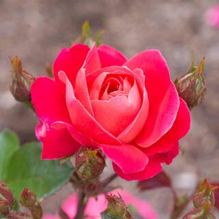 BLOOMABLES 2 Qt. Bloomables Brick House Pink Rose Bush with Fluorescent Pink Flowers in Stadium Pot 84602