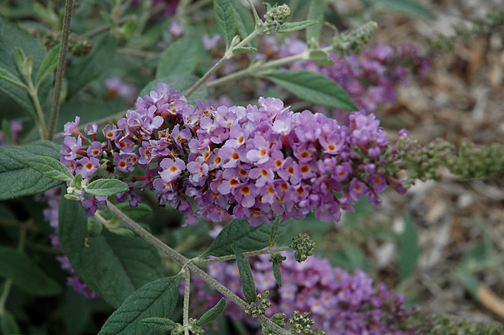 Humdinger® Lavender Cupcake Butterfly Bush - Buddleia - Compact - Gallon Pot