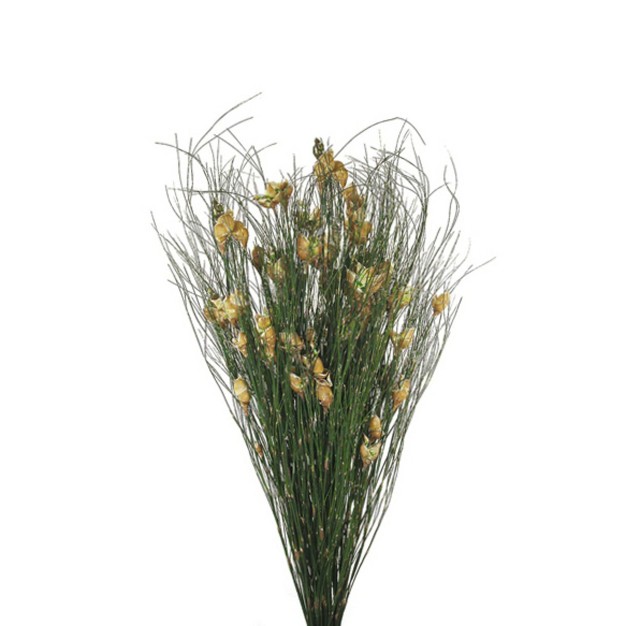 Bell Grass With Seed Pods， Preserved