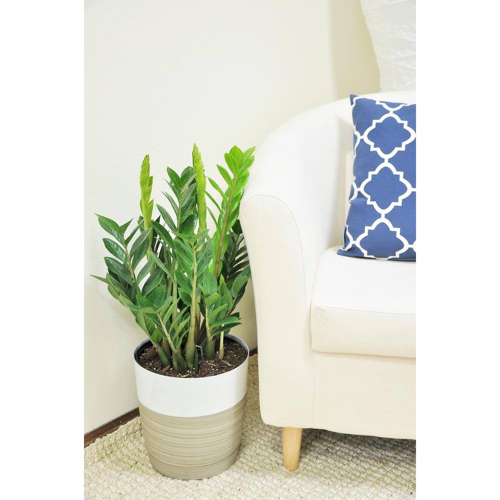 Costa Farms Zamioculas Zamiifolia Indoor ZZ Plant in 10 in. White Paradise Planter Avg. Shipping Height 1-2 ft. Tall CO.3.ZC10.PARWHT