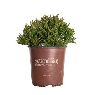 SOUTHERN LIVING 2 Gal. Dragon Prince Cryptomeria (Dwarf Japanese Cedar) Shrub with Uniquely Textured Evergreen Foliage 11412
