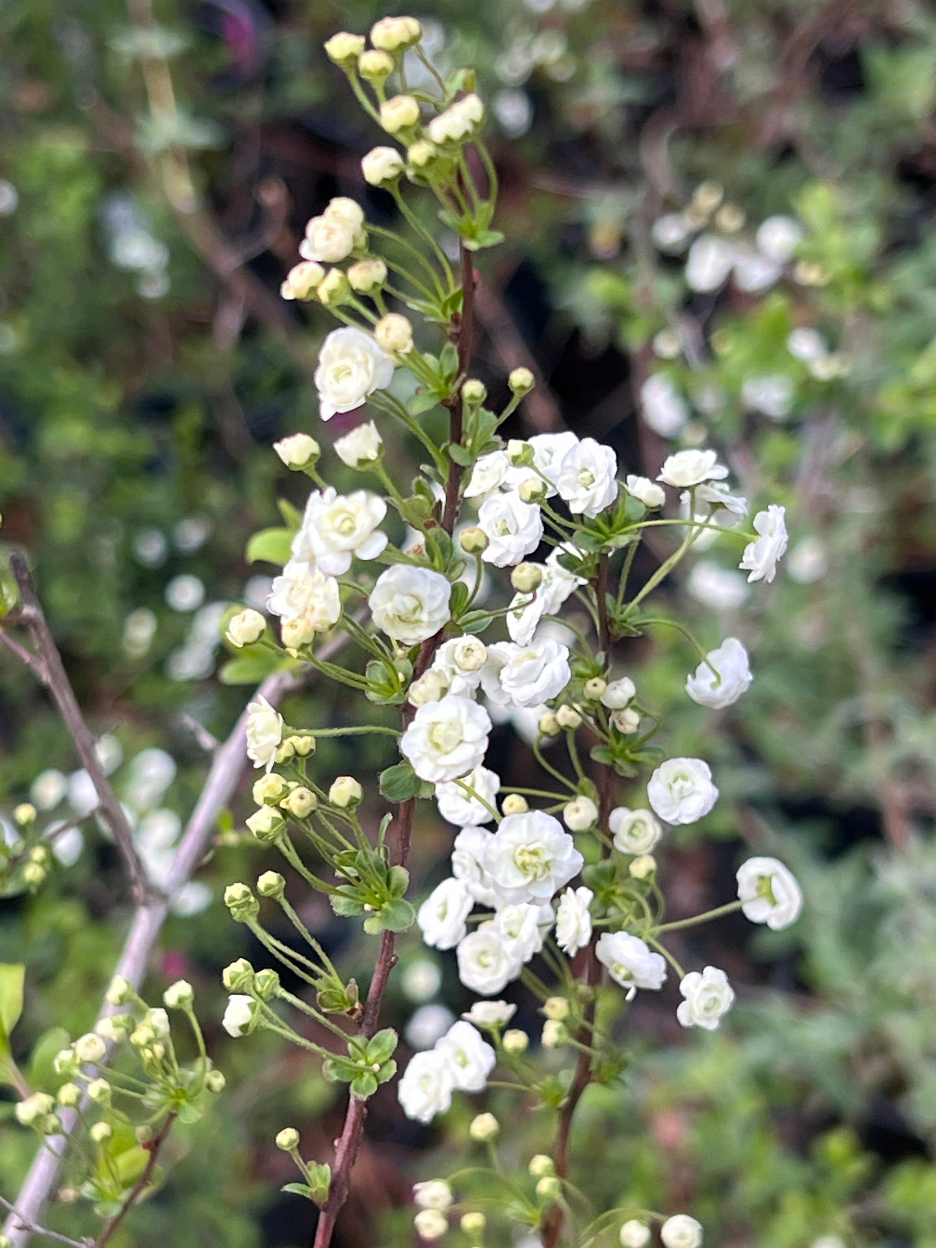 Spirea Prunifolia