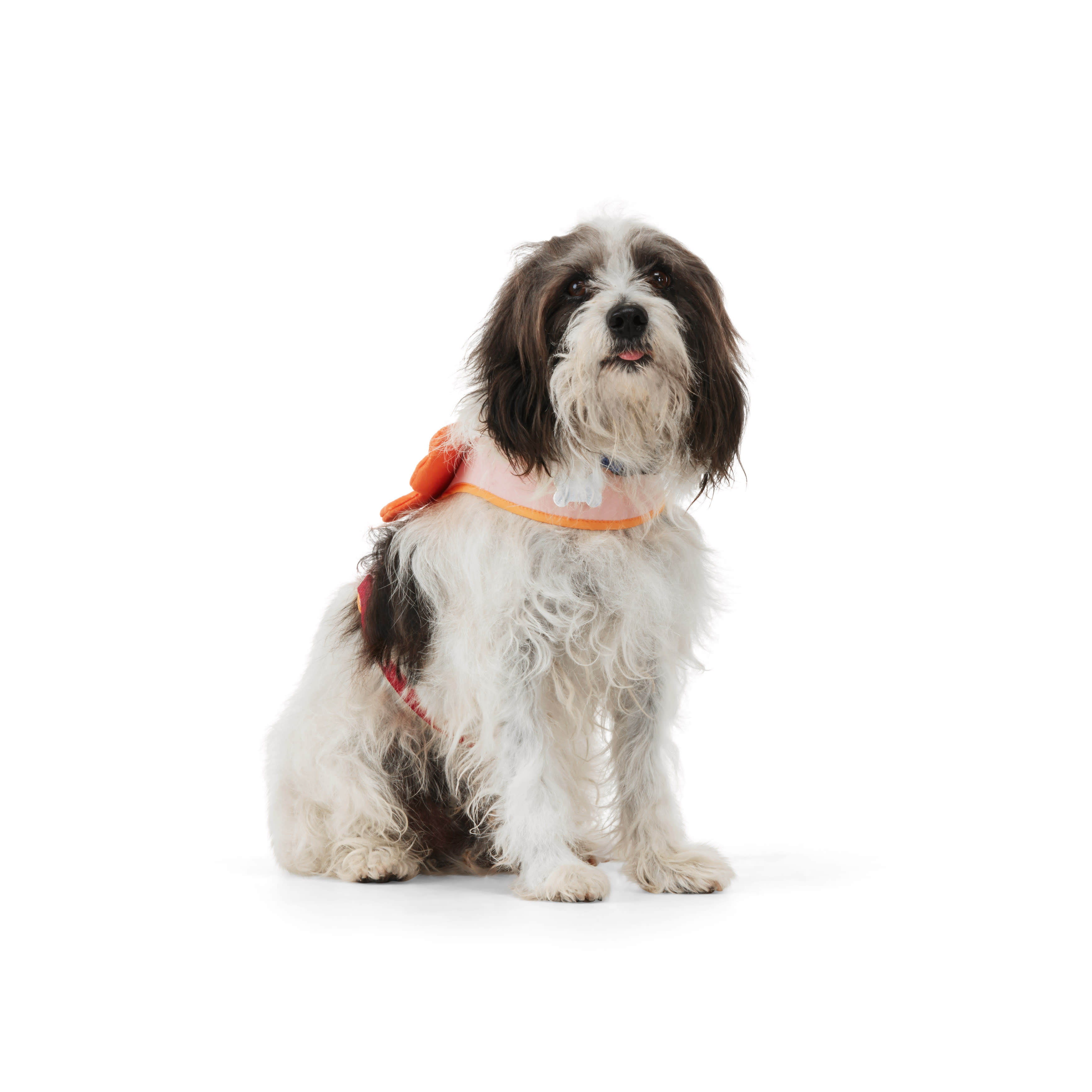 YOULY Butterfly Dog Harness， X-Small