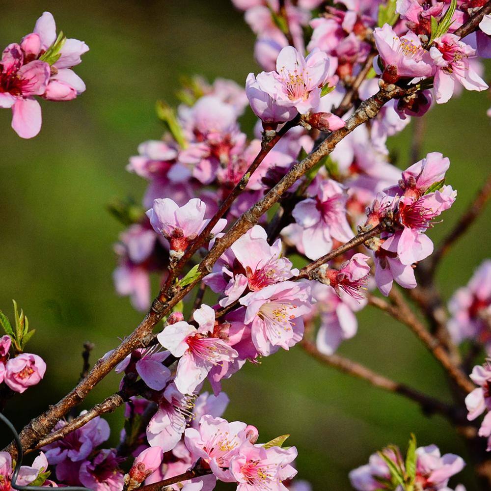 Belle of Georgia Peach Fruit Tree PCHBEL05G