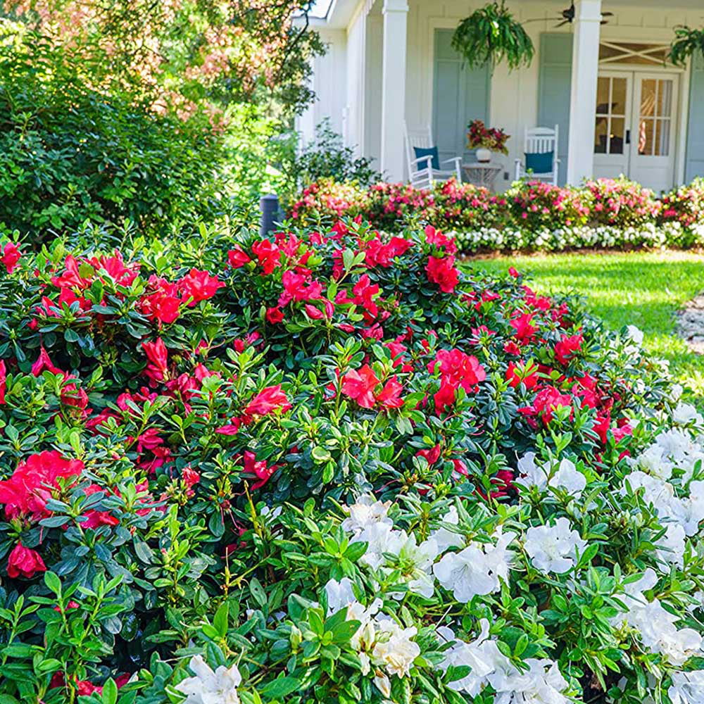 Encore Azalea Autumn Bonfire (1 Gallon) Red Flowering Shrub - Full Sun Live Outdoor Plant