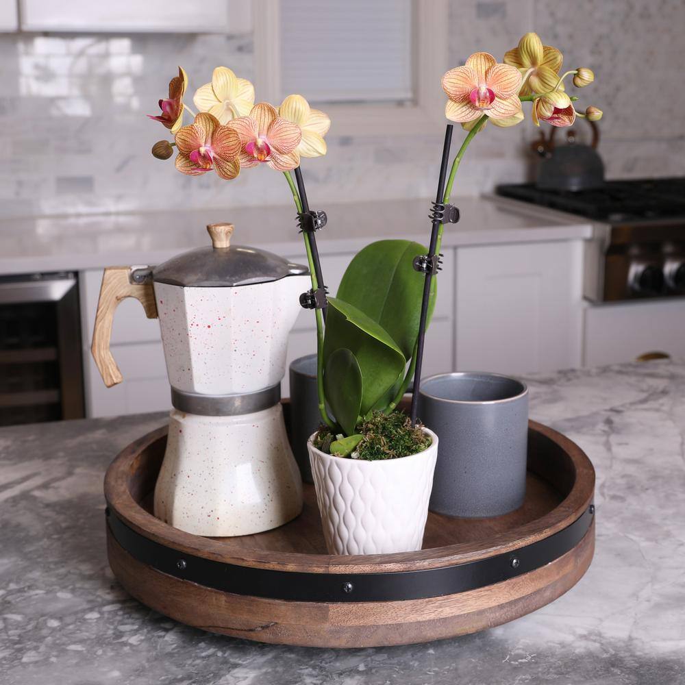 Just Add Ice Orchid (Phalaenopsis) Petite Salmon Plant in 3 in. White Ceramic Pottery J5006