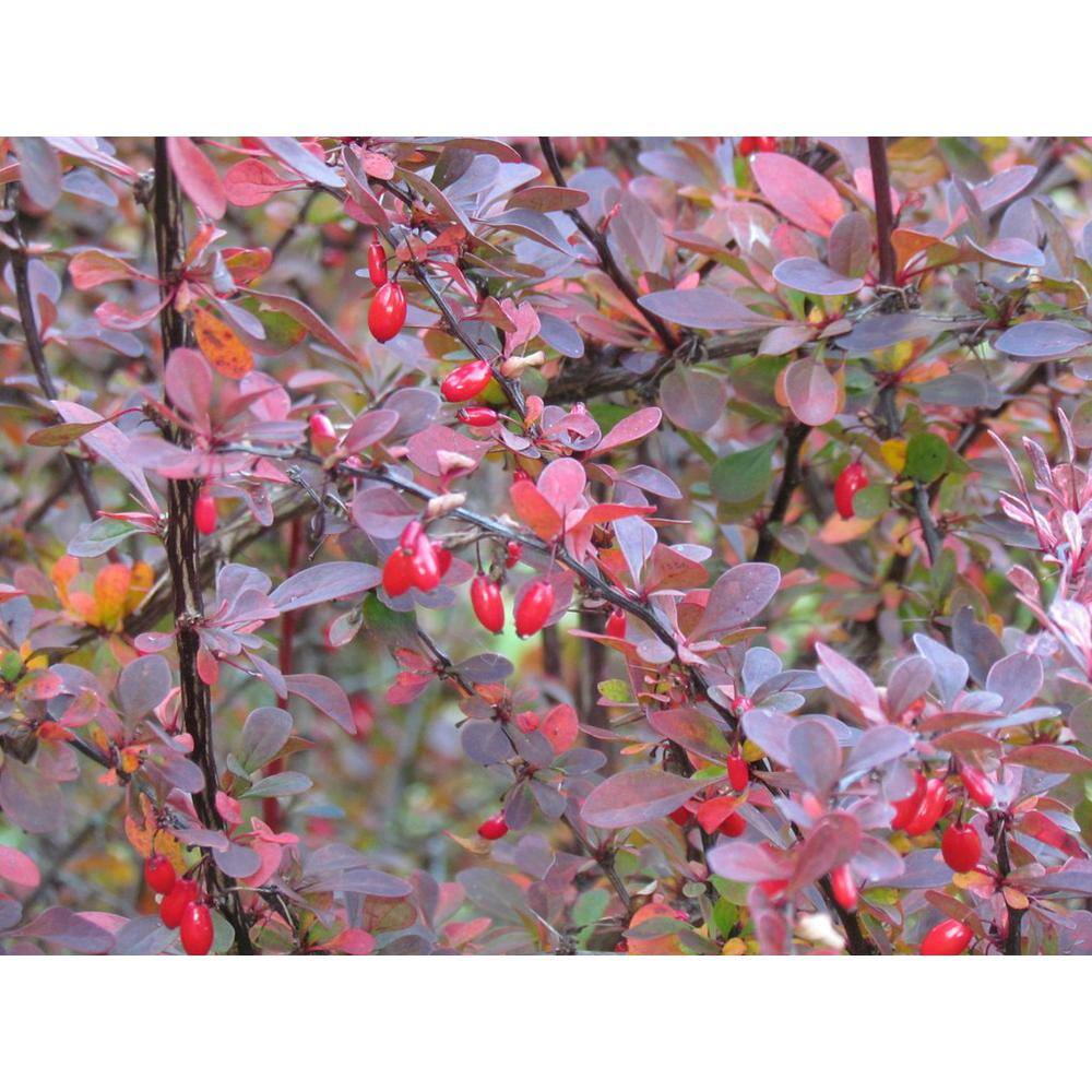 Online Orchards 1 Gal. Rose Glow Barberry Shrub Deep Purple Foliage Naturally Mottled with Rosepink Splashes SBBB003