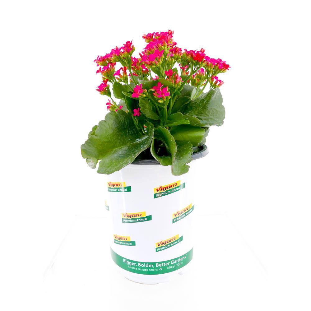 Vigoro 1.0 qt. Annual Kalanchoe Kerinci Rose (1-Pack) 1604