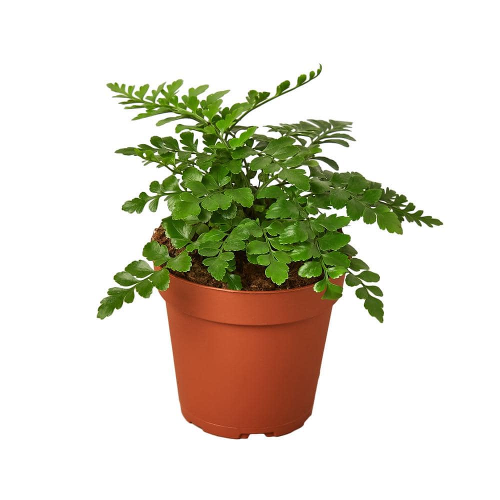 Austral Gem Fern (Asplenium dimorphum x difforme) Plant in 4 in. Grower Pot 4_FERN_AUSTRAL.GEM