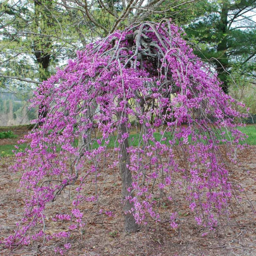 Ruby Falls Weeping Redbud Tree