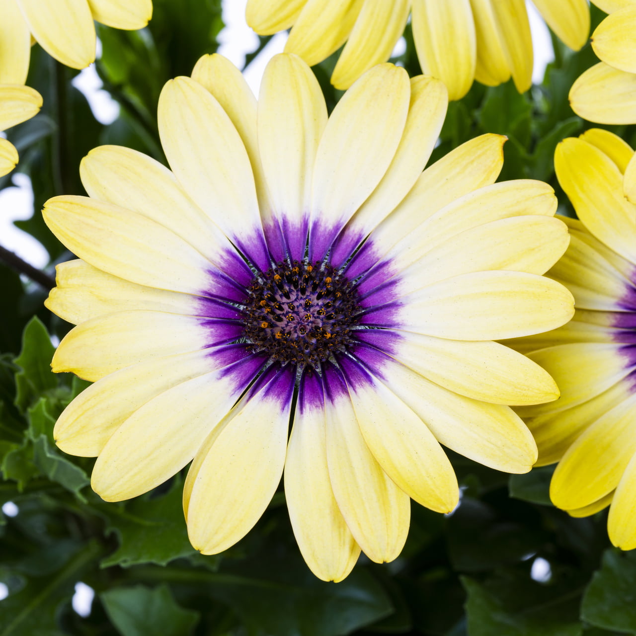 Better Homes and Gardens 1QT Yellow Osteospermum with Pot， 5 Pack， Live Plant