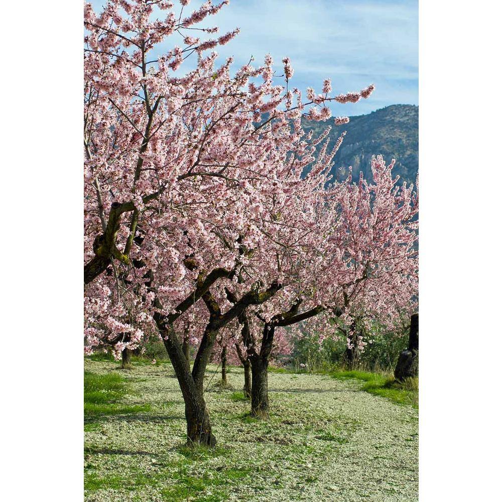 Online Orchards 3 ft. Texas Mission Almond Tree NTAL004