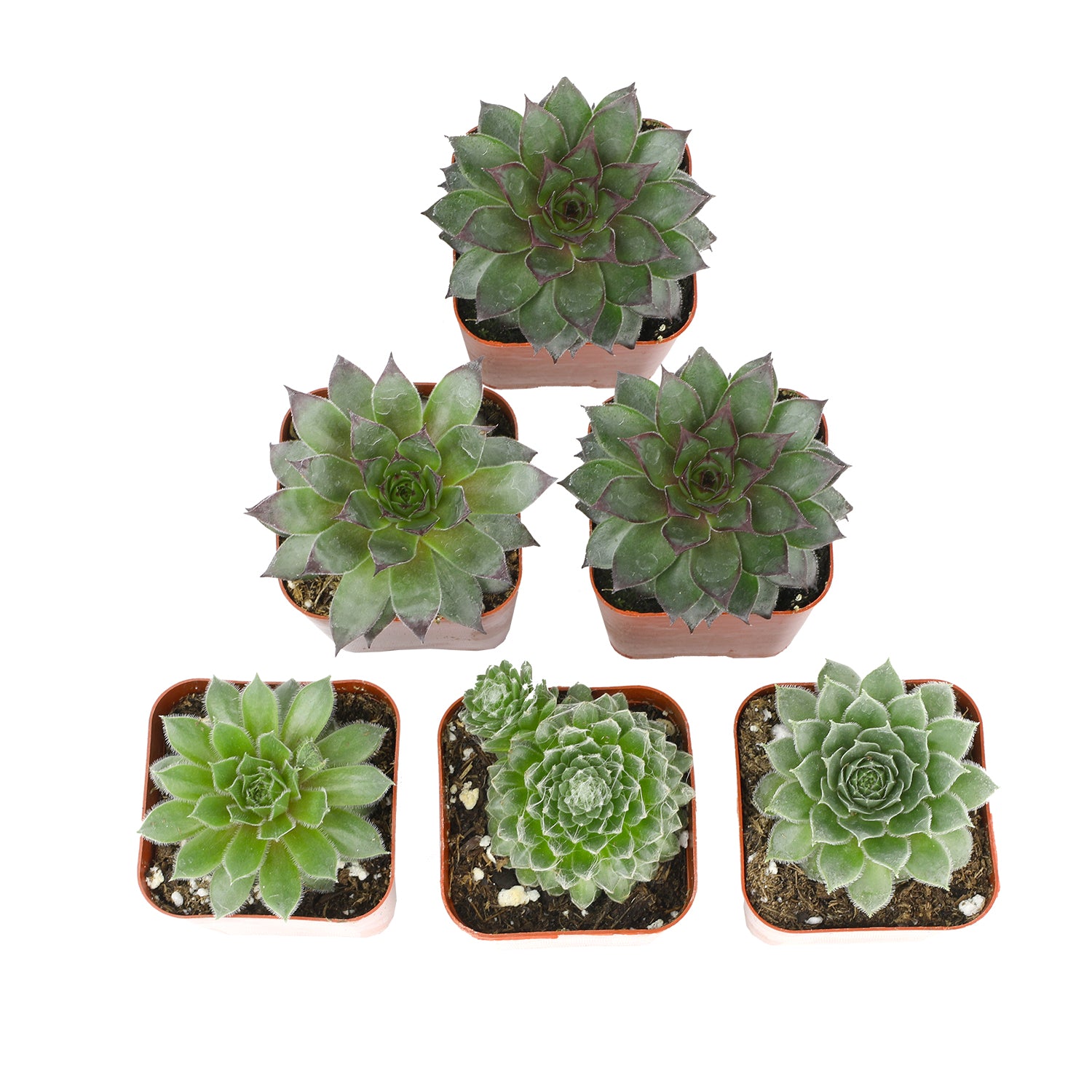 Element by Altman Plants 6 Pack of 2IN Asst Sempervivum